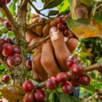 Café con propósito: más que una bebida, una misión