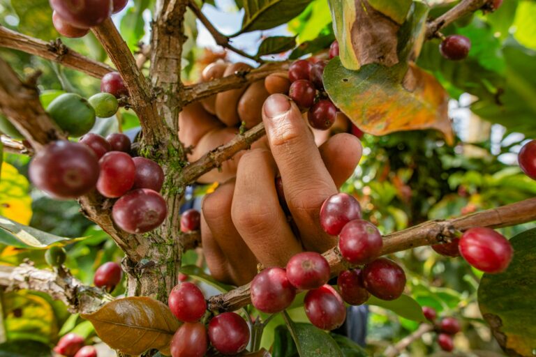 Café con Propósito: Más que una Bebida, una Misión